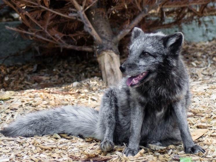 Около 50 тысяч пушных зверей уничтожат в соседней с Карелией Финляндии из-за угрозы птичьего гриппа