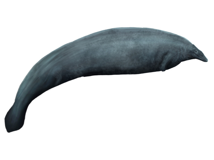 Колоссальных размеров кит