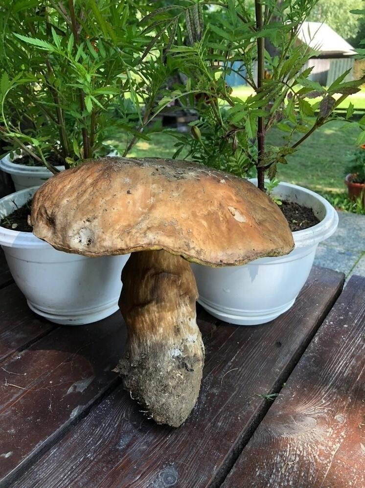 Гриб – богатырь нашли в национальном парке Карелии