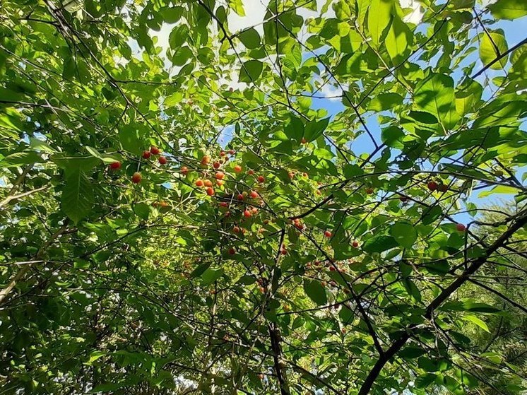 Сходить за ягодами в леса Хакасии можно будет с 20 августа