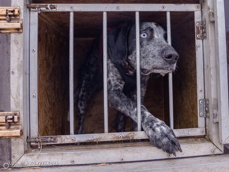 Бездомных собак поймают и снова отпустят в городе на севере Карелии