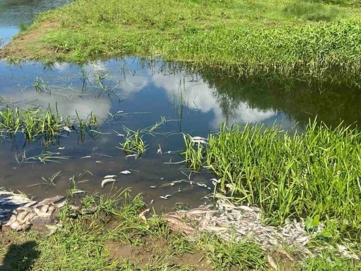 В водах реки Вала снова зафиксирована гибель рыбы