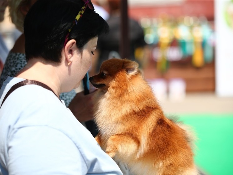 Ученые выяснили, как общение с собакой влияет на иммунитет человека