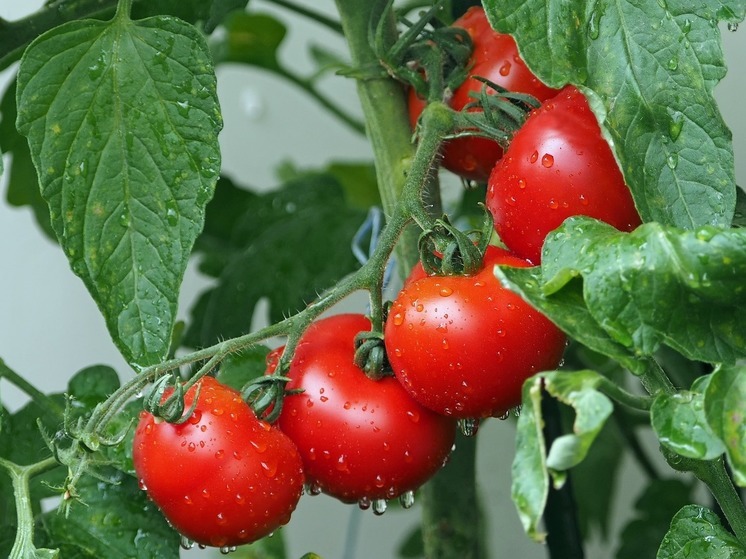 Взгляд из Германии — Что произойдет с организмом, если каждый день есть томаты