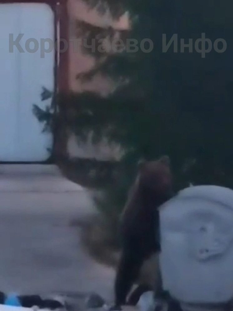 С головой в бак: в Лимбяяхе медведь поел из мусорки