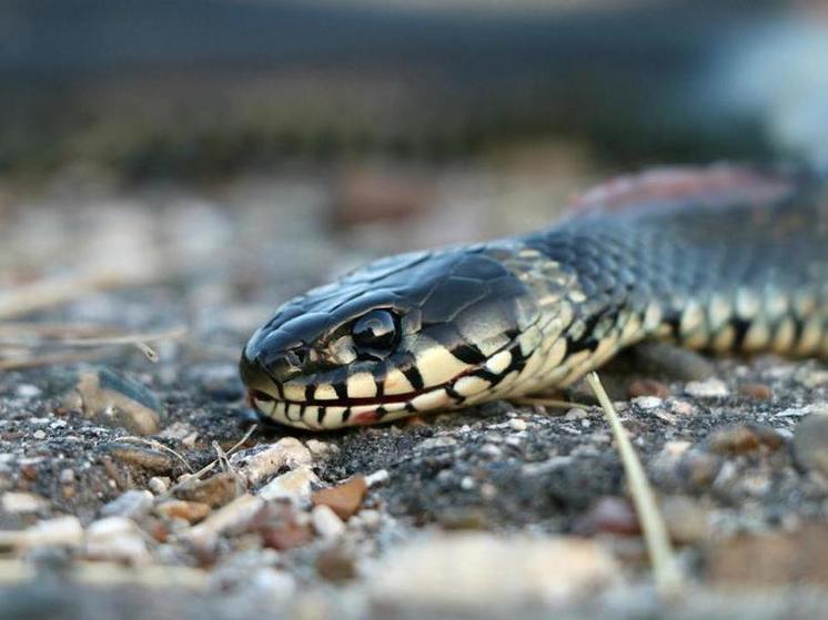 В лесу в Башкирии ядовитая змея укусила 16-летнюю девочку