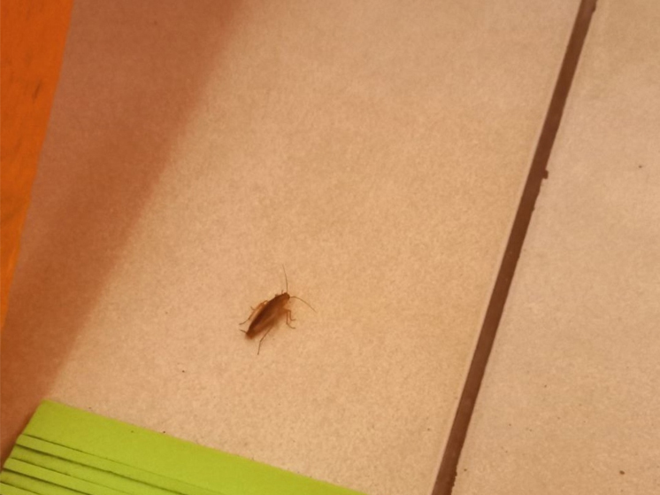 Томичи пожаловались на полчища тараканов в одном из томских детских садов