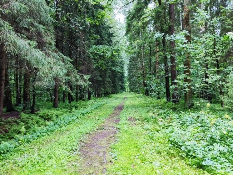 В лесу в Выборгском районе нашли гнилой труп мужчины, живот которого съели животные