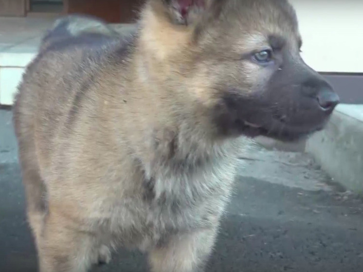 Великолепная семерка щенков овчарки готовится к службе в МВД Карелии