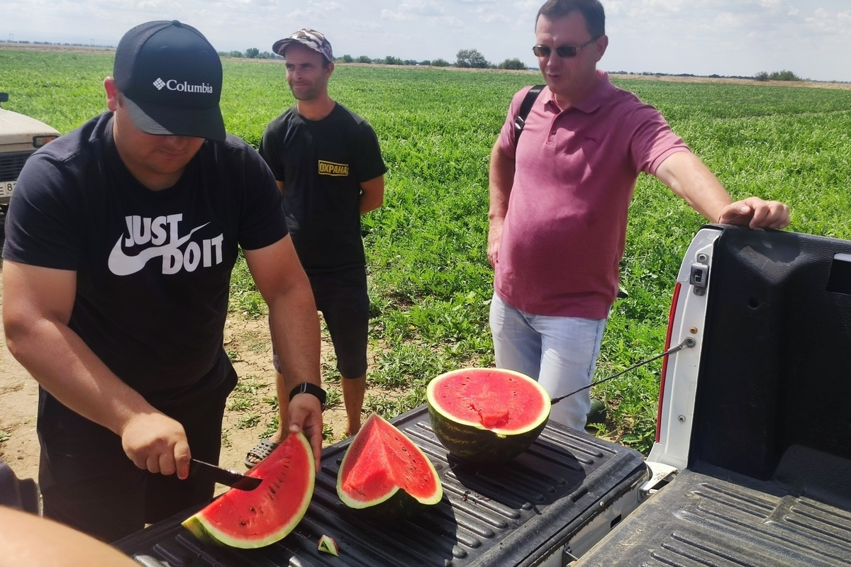 Арбузный сезон: на крымских полях начали сбор плодов бахчевых культур