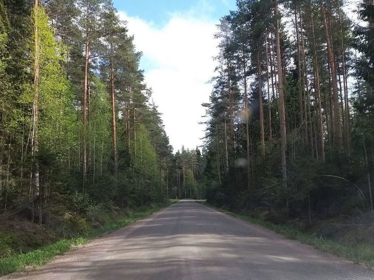 Спасатели помогли двоим женщинам, которые заблудились в лесу в Тосненском районе