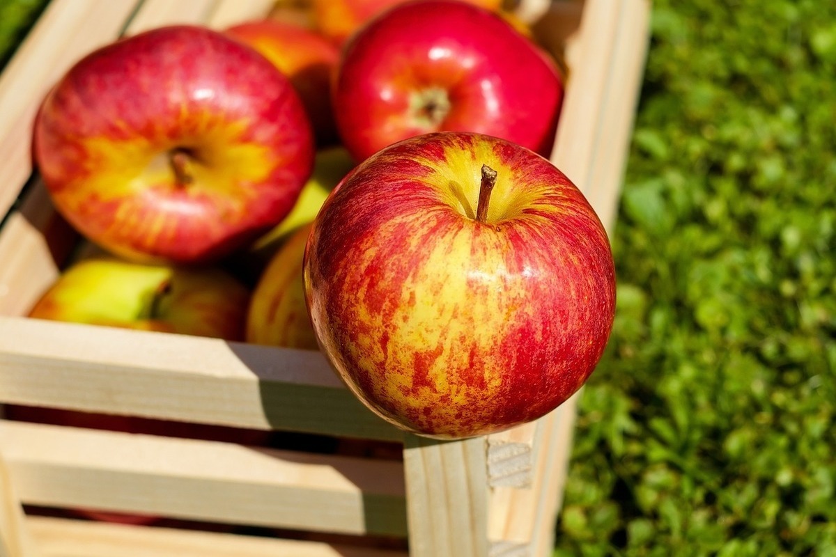 В Белгородской области собрали более 40 тонн ранних сортов яблок