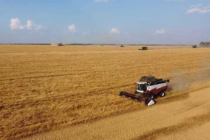 На полях Липецкой области начали убирать яровую пшеницу и рапс