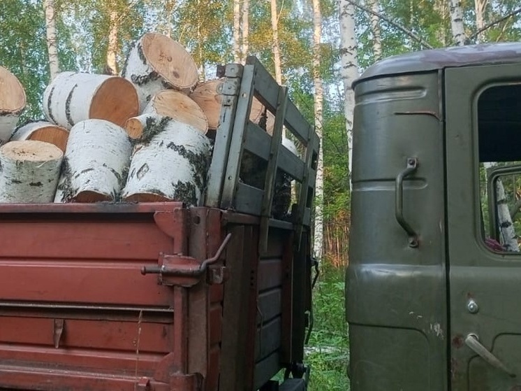 Под Новосибирском «черные лесорубы» срубили 6 берез на 100 000 рублей