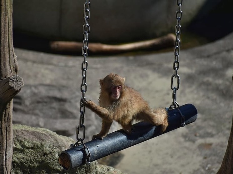 Вольеры мариупольского зоопарка обновят до конца года