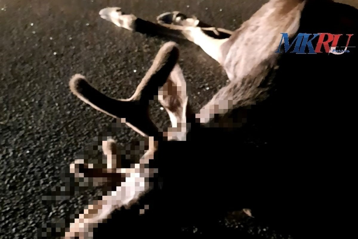 На трассе под Рязанью водитель Lada насмерть сбил лося