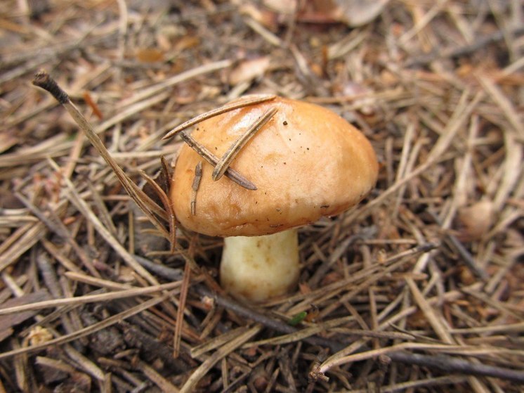 На Таганае задержался сезон сбора грибов