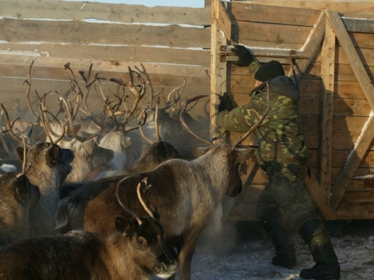 Организаторы скорректировали программу V съезда оленеводов России