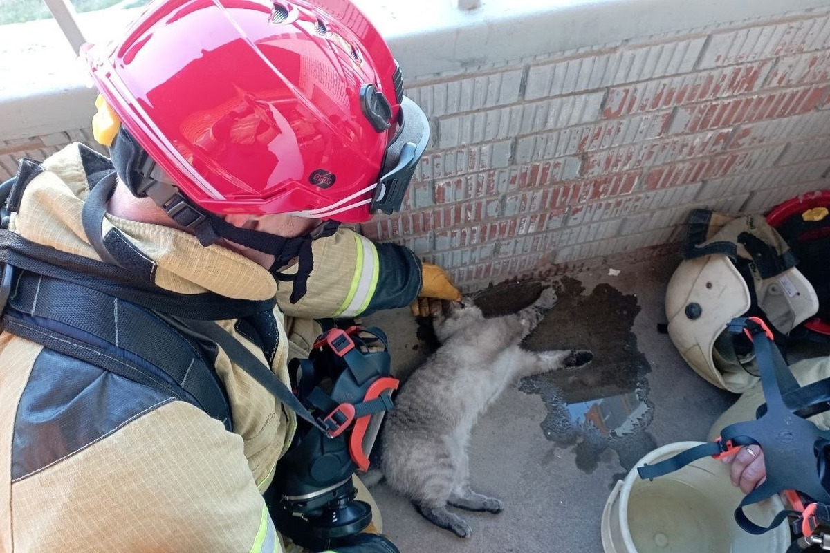 Девушка сожгла котенка ради интереса. Спасательные службы. Спасатели. В москве коты сожгли квартиру. Пожар в жилом доме.