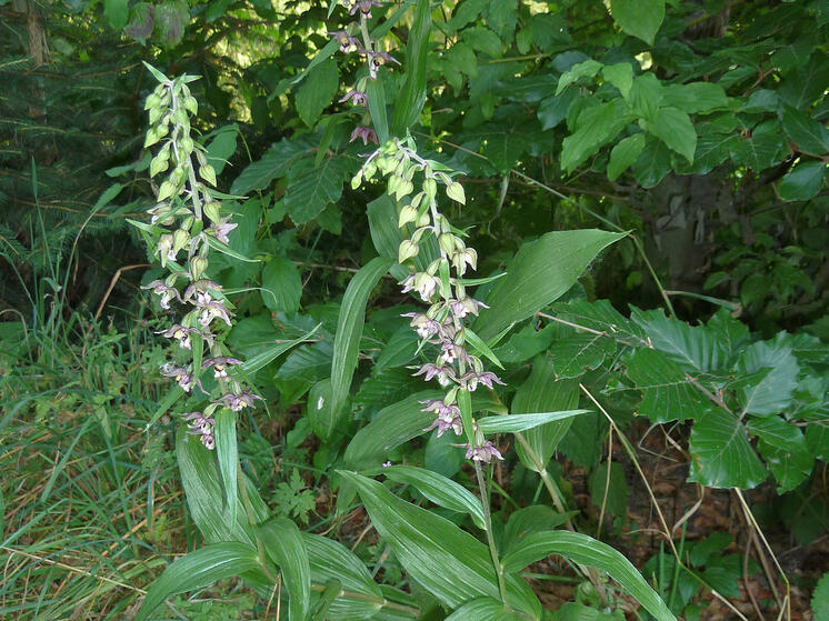Насекомые при «встрече» с ней теряют координацию движения