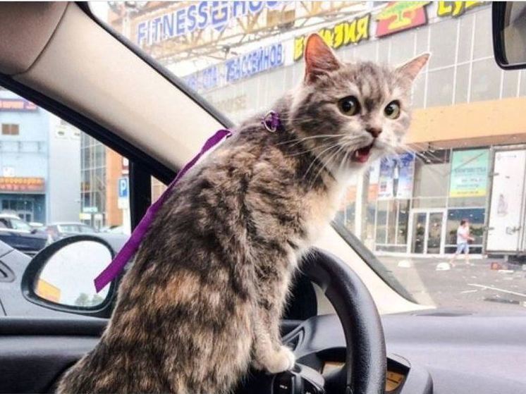 В Орле до 18 августа ограничили движение по улице Корчагина