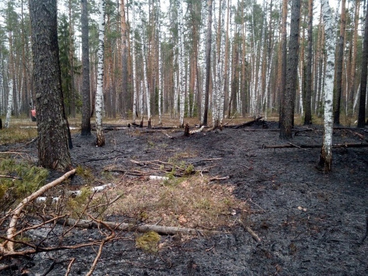 В выходные в лесах Марий Эл из-за молнии возникли два пожара