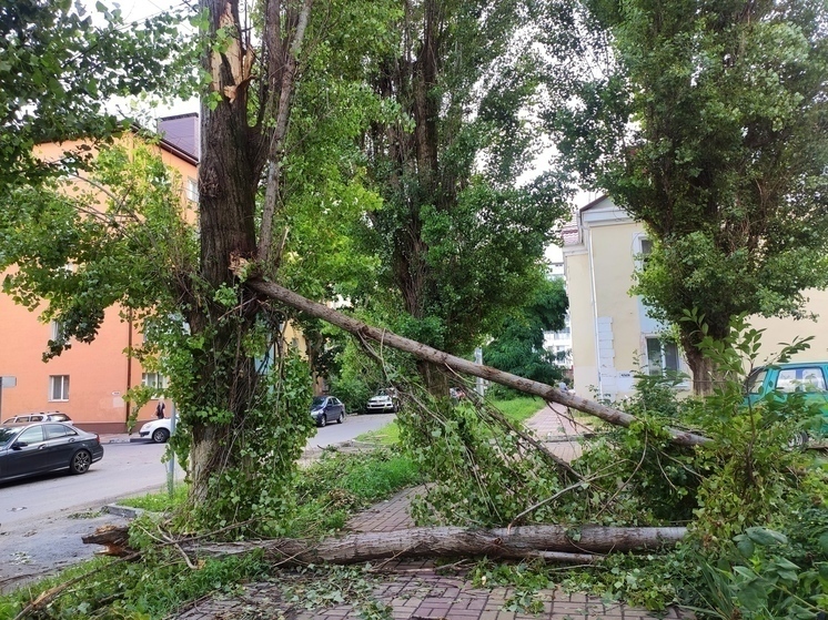 Из-за сильного ветра в Белгороде упали 7 деревьев