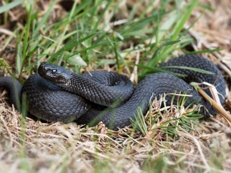 7 человек пострадали от укусов змей с начала сезона в Набережных Челнах