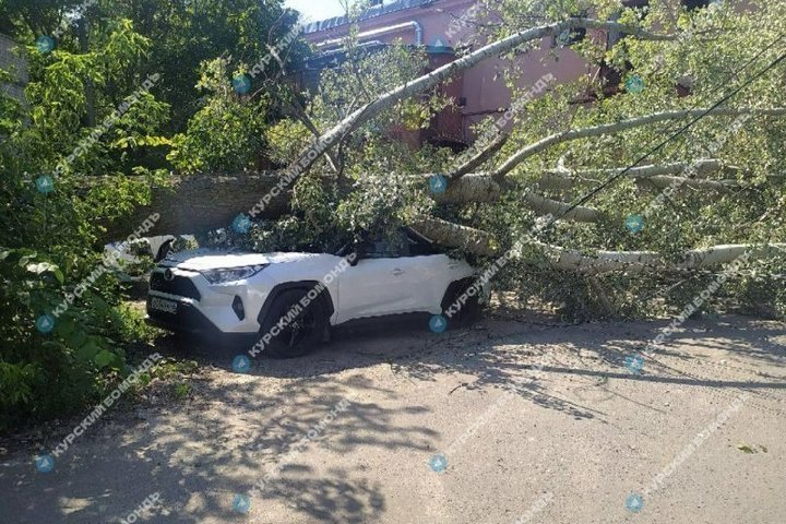 В Курске рядом с филармонией тополь рухнул на автомобиль Toyota