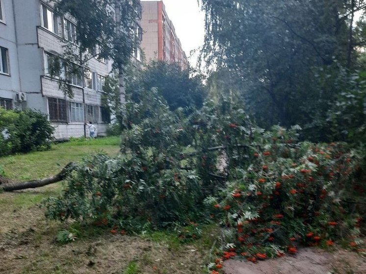 Фотофакт: в Пскове сильный ветер вырвал с корнем деревья и повалил столбы