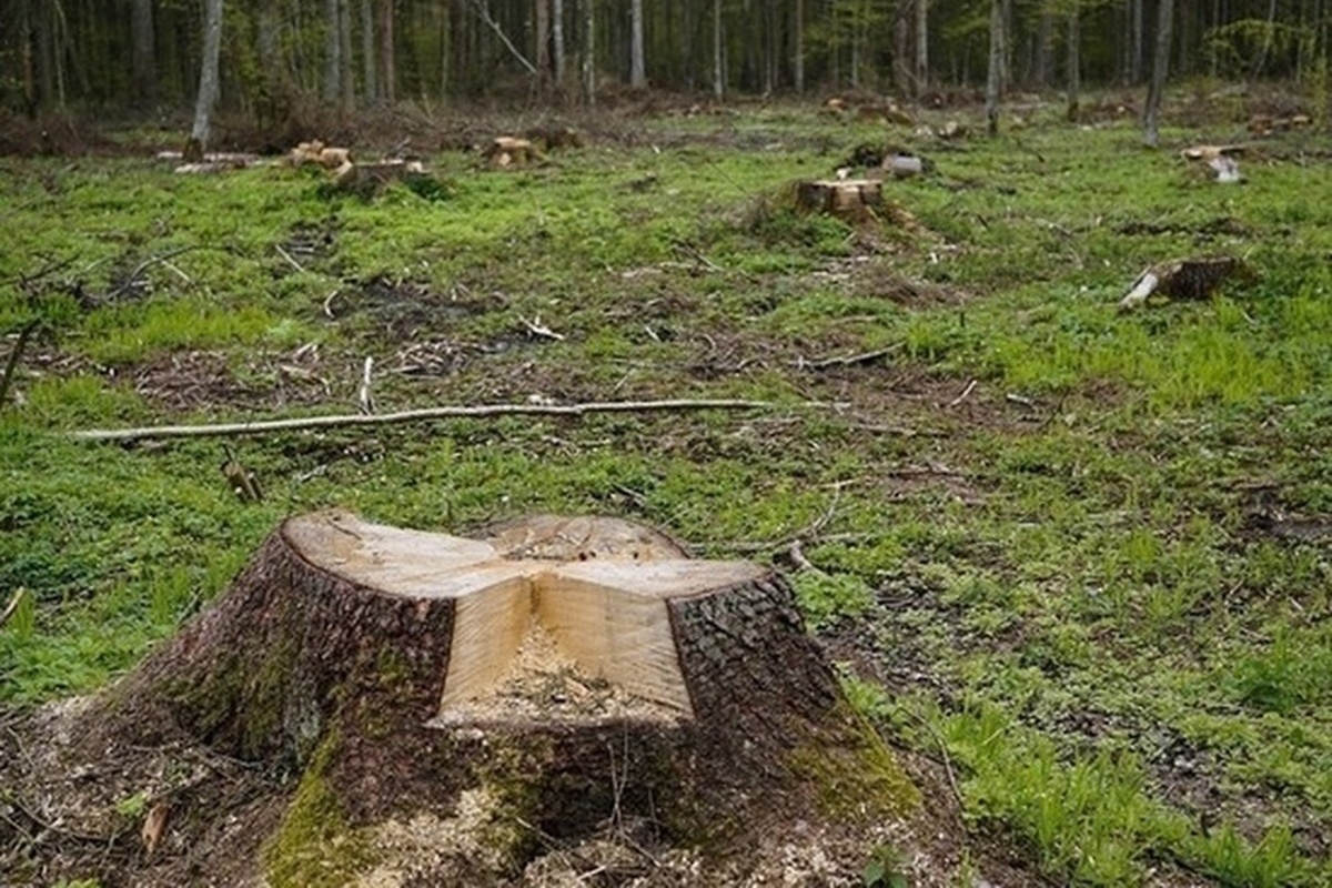 В Омской области главу сельского поселения будут судить за незаконную вырубку 67 деревьев
