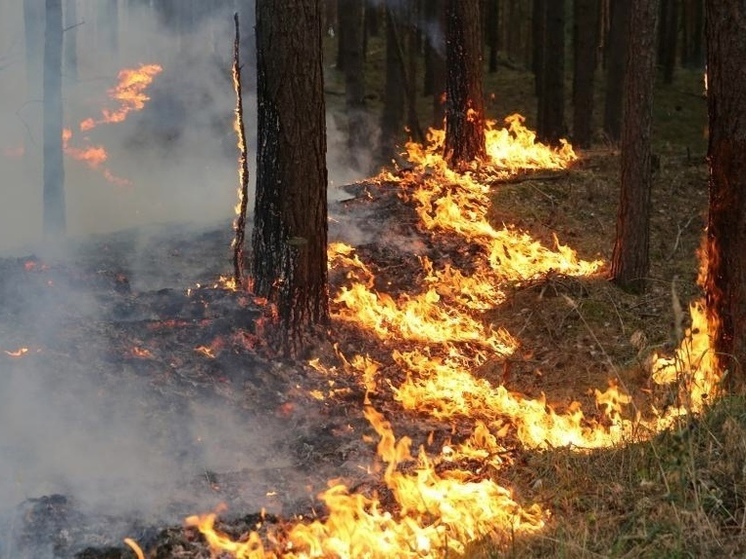 В Красноселькупском районе остался один природный пожар в заповеднике