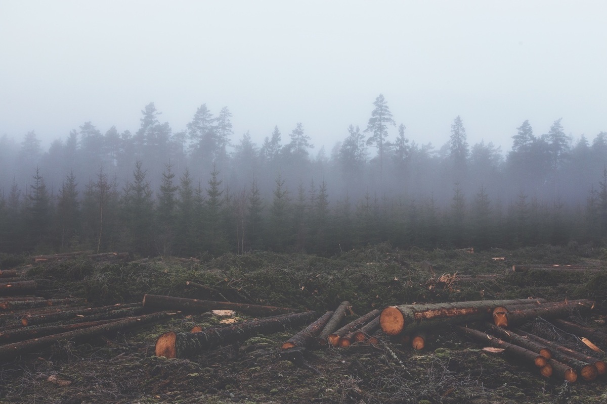 В Новгородской области пресекли незаконную вырубку леса на сумму более 140 млн рублей