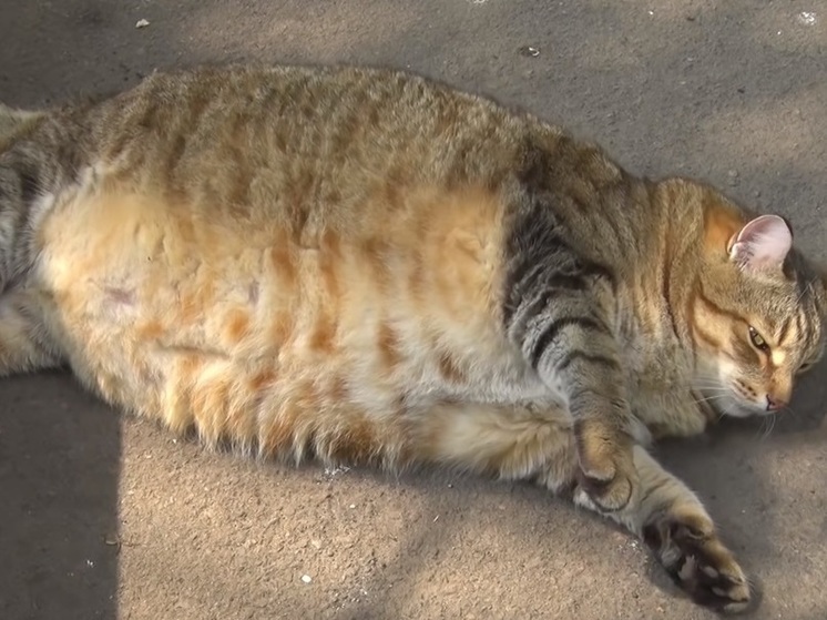 Самый толстый кот России из Бийска Степан умер от онкологии - МК Барнаул
