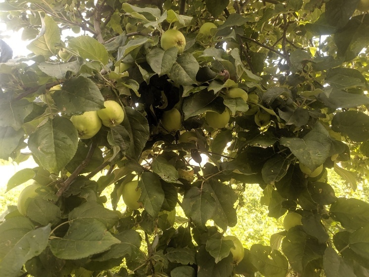 Вологжане могут поделиться урожаем яблок с бойцами СВО