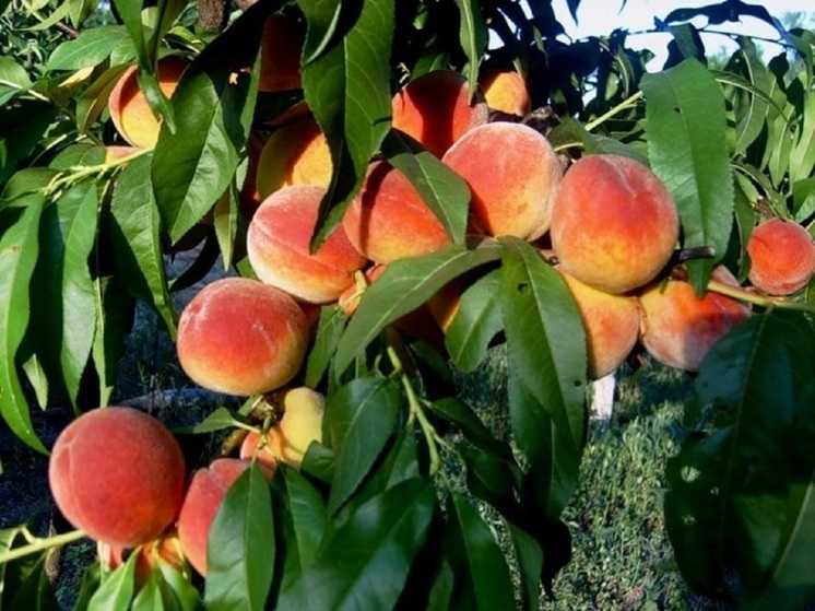 Третий урожай персиков и нектаринов собрали в Карачаево-Черкесии