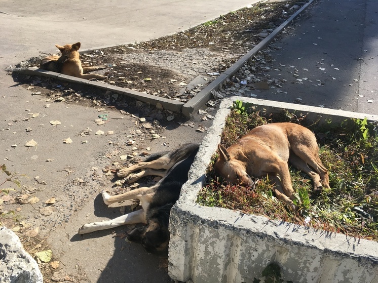Прокуратура: чиновники в Саратове не хотят платить укушенной собакой девочке