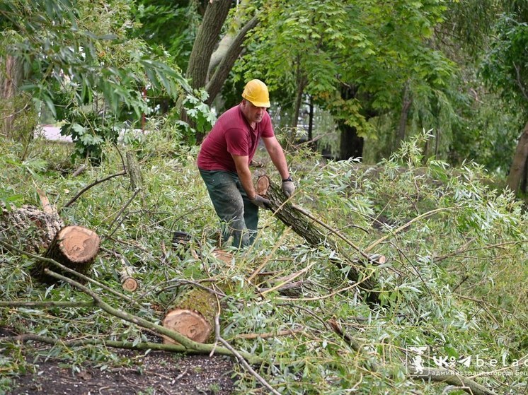 В Белгородском районе сильный ветер повалил 44 дерева