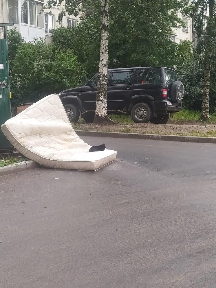 Худой голодный кот поселился на выброшенном матрасе в Петрозаводске