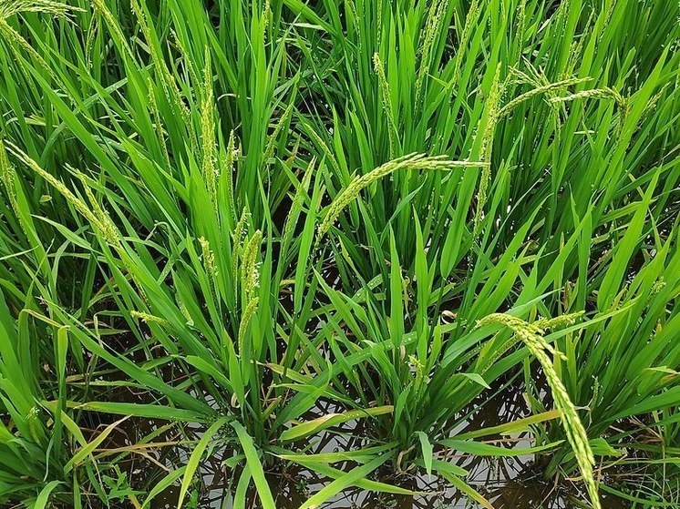 Цены на рис достигли максимума за 15 лет