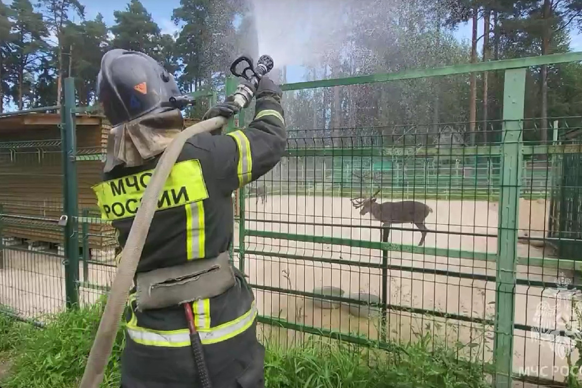 Водные процедуры устроили костромские спасатели обитателям зоопарка