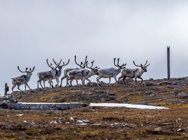 Удивительные снимки северных оленей сделал фотограф Карелии на архипелаге Новая земля