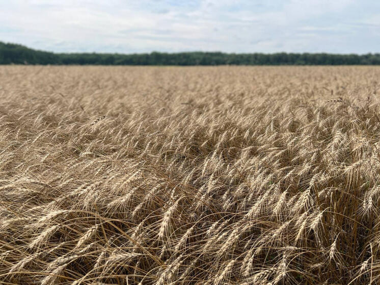 В Хабаровском крае собирают пшеницу