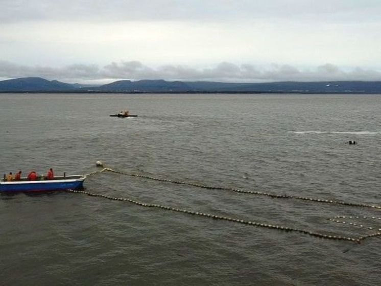 В Анадырском лимане с 12 августа остановят массовый лов лососей