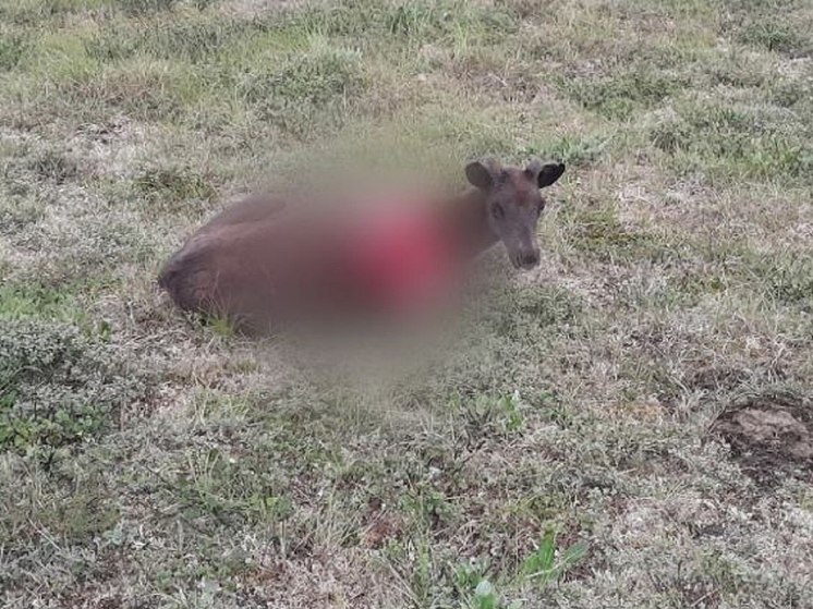 В Тазовском медведь открыл охоту на оленей