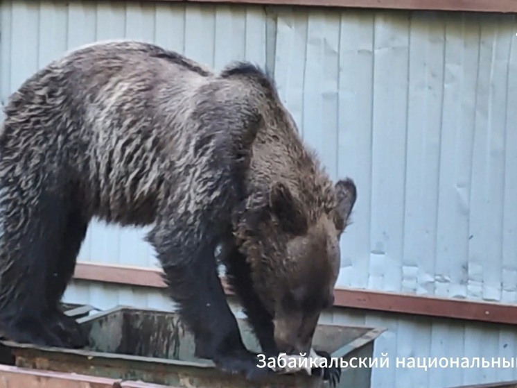 В нацпарке Бурятии медведь забрался в мусорный бак в поисках еды