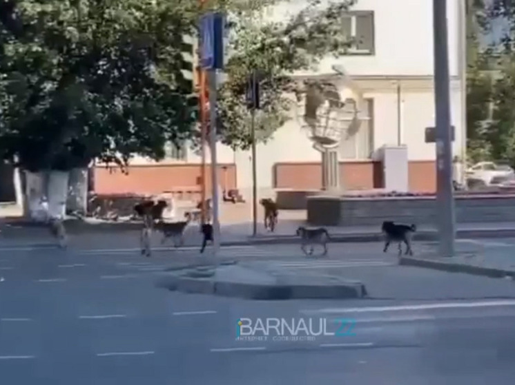 В центре Барнаула ищут стаю собак, напугавшую прохожих