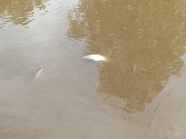 Рыба массово умирает в реке Карелии