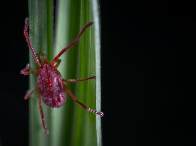 Клещи покусали за неделю 182-х смолян