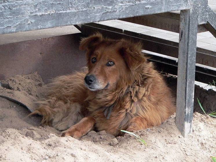 Magadan resident dies in intensive care after being attacked by dogs